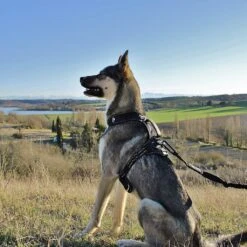 I-Dog Longe Traction Noir -Vêtements De Sport main photo pres longe I DOG 04 1 1 2002