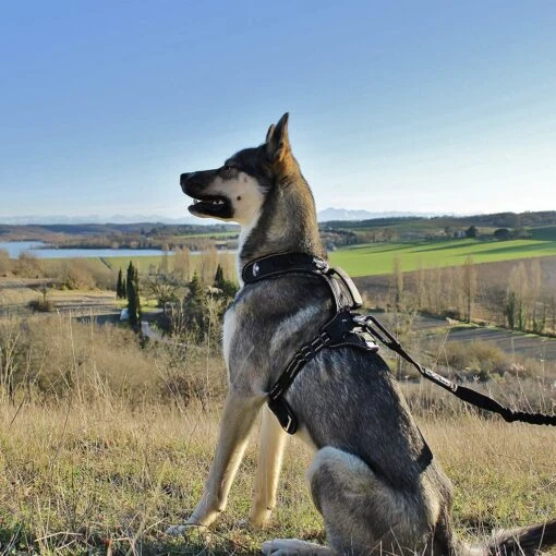I-Dog Longe Traction Noir – Image 3